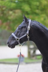 Stájovka pro koně, pony, shetty COVALLIERO Classy,