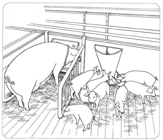 OK PLAST samokrmítko pro selata polokruhové 6ltr.