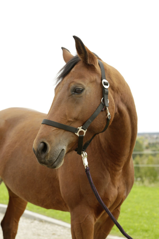 Stájovka Hippo nylonová