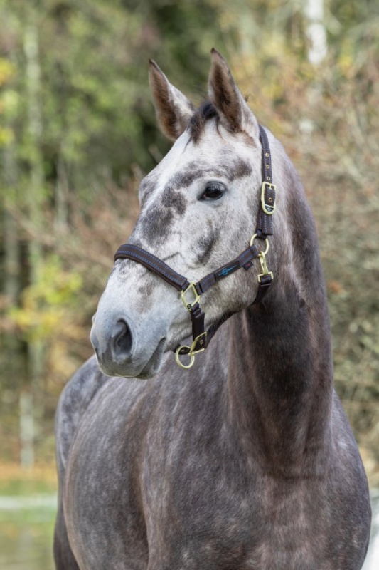 COVALLIERO Royal stájovka pro koně