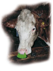 Mulcová zábrana pro krávy TRHEM zelená