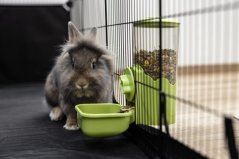 KERBL Pet miska se zásobníkem na krmivo pro hlodavce 1000ml