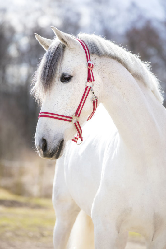 Stájovka Hippo nylonová