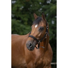 NORTON Nylon Neopren stájovka pro koně NORTON Nylon Neopren stájovka pro koně