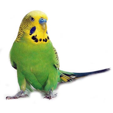 Chovatelské potřeby pro ptactvo