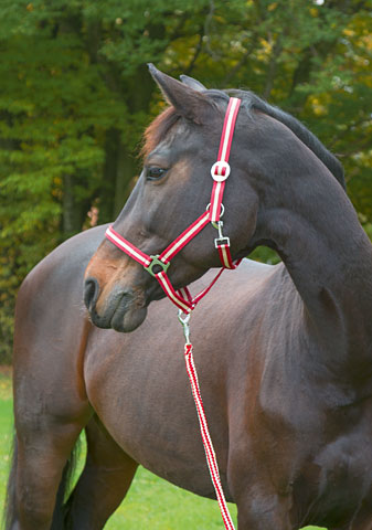 Vodítko Hippo s háčkovou karabinou 2m