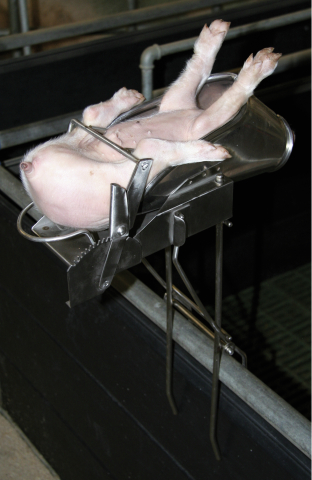 Kastrační vanička pro selata do 9 dnů stáří