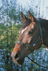 Nylonová stájovka Klasik Nylonová stájovka Klasik