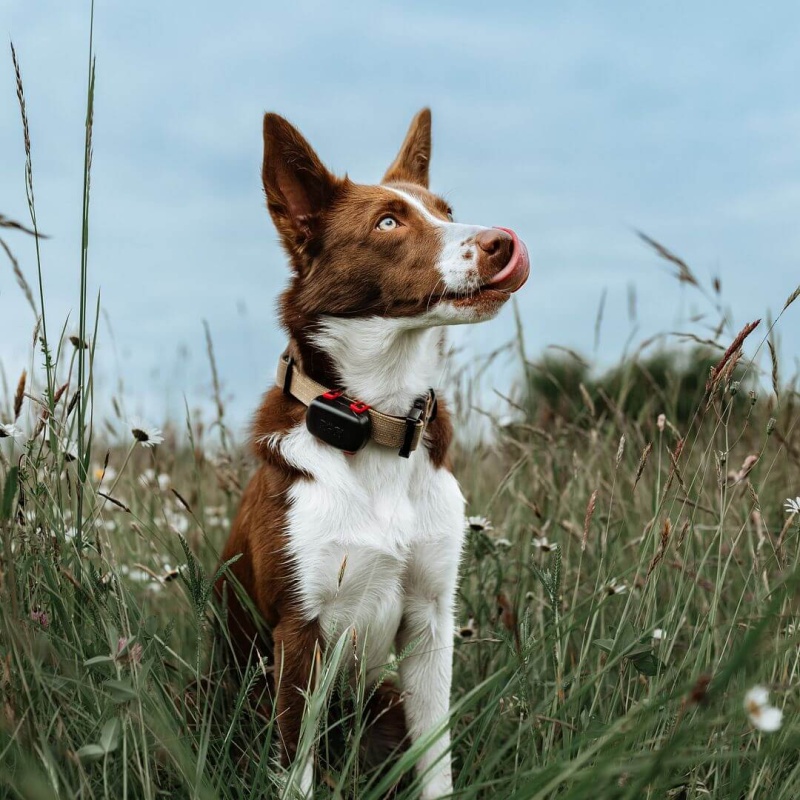 DOG GPS mini lokátor pro psy a kočky