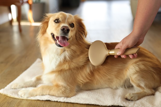 MagicBrush jemný drátěný kartáč pro psy 11x21cm