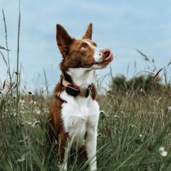 DOG GPS mini lokátor pro psy a kočky