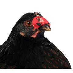 Brýle proti kanibalismu bažantů a drobné drůbeže(100)