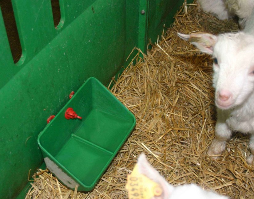 OK PLAST samokrmítko pro selata s výstupkem