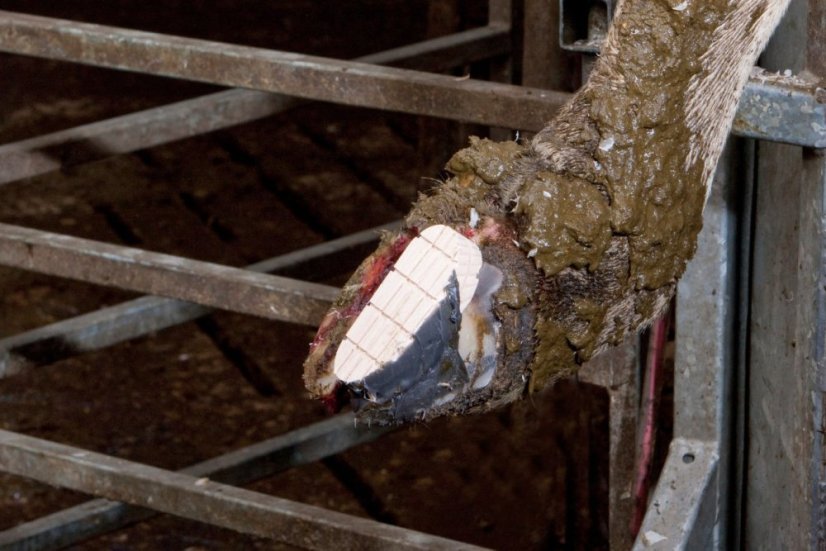 Technovit 6091-sada 10ks  na paznehty