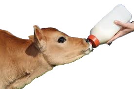 Potřeby pro odchov telat