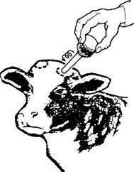 BELOTY louhová tyčinka k odrohování telat, singl CZ