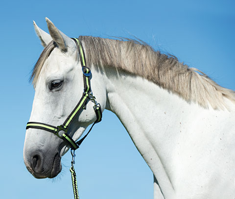 Vodítko Hippo s háčkovou karabinou 2m