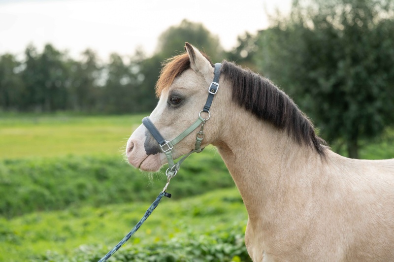 HKM Barnie stájovka pro poníky