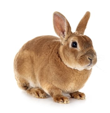 Potřeby pro chov králíků