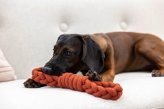 KERBL Pet Osmička bavlněná hračka pro psa hnědá 31cm