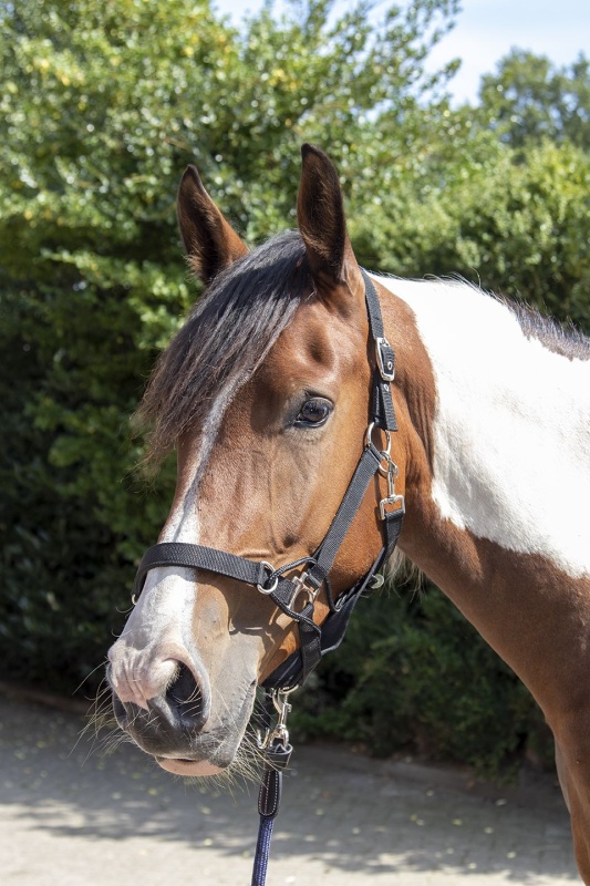 HKM Safe Control stájovka vodící černá