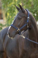 COVALLIERO Doria stájovka pro koně