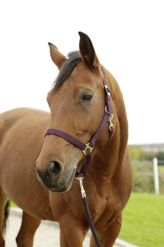 Stájovka Hippo nylonová