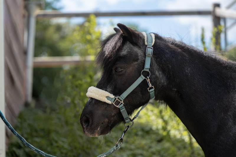 Stájovka pro pony, shetty HKM Mia
