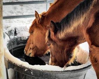 Vyhřívané a nezámrzné napáječky
