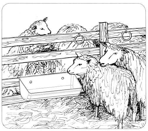 OK Plast žlab pro ovce a prasata uzký, 77cm, 13ltr.