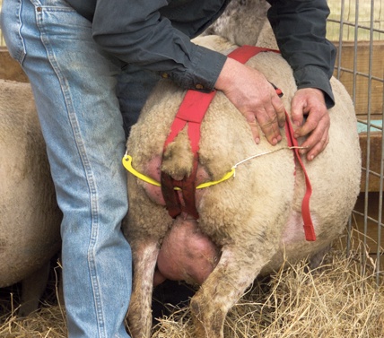 Nylonová bandáž pro ovce a kozy proti výhřezu dělohy