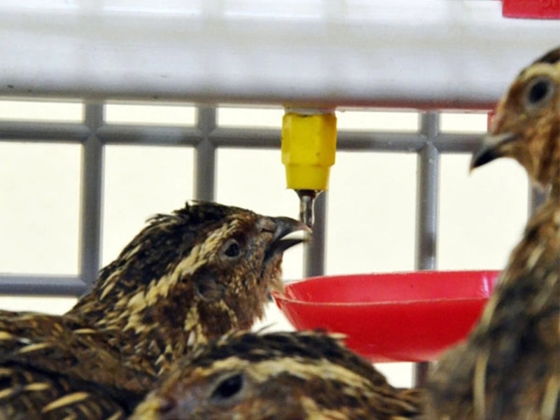 Klec pro křepelky CIMUKA BYK MINI 34x62x46cm