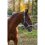 Stájovka pro koně  EQUITHEME Spring