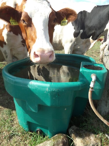 Napajedlo pro koně, skot SHWT na pastviny