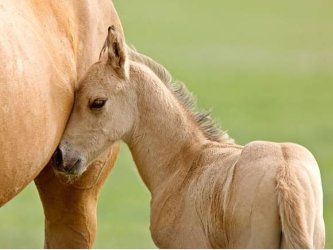 Zásady krmení březích klisen a hříbat