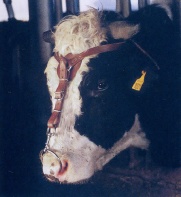 Čelní kožený úvazek nosního kroužku