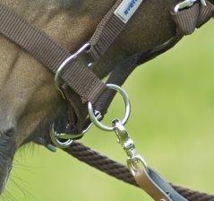Ohlávka BUSSE Riding