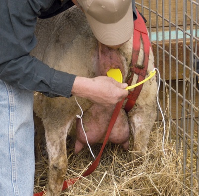 Zábrana pro ovce, kozy proti výhřezu vulvy, klipsová