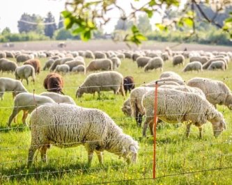 Jak nejsnáze udržet živé sekačky na vašem pozemku? Pořiďte si elektrický ohradník!