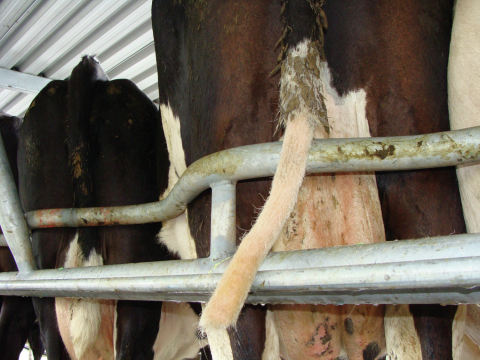 Stříhač chlupů ohonu krav Tailwell 2