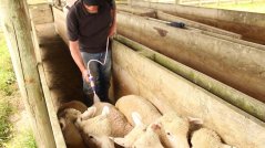 SIMCRO sprejový aplikátor na ektoparazity, 30 ml