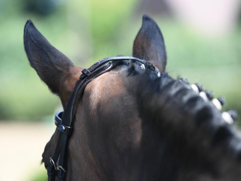 Anatomická uzdečka  pro koně, pony BUSSE Feeling kožená