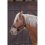 NORTON Draught Horse stájovka pro chladnokrevníky