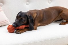 KERBL Pet Koule na laně bavlněná hračka pro psa hnědá 27cm