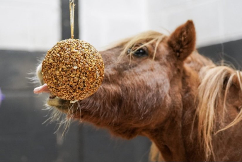 Likit Granola Stall-Ball multicereální liz pro koně 1,6kg Melasa