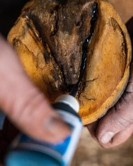 Hoof Hygiene Liquid 50ml proti hnilobě kopytní střelky