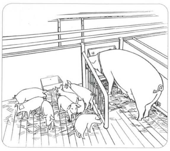 OK PLAST samokrmítko pro selata s výstupkem